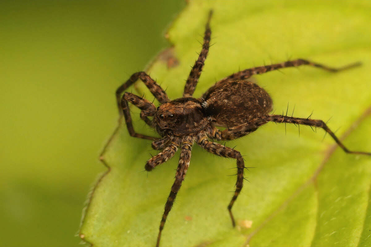 Araña Lobo. Foto por Envato.