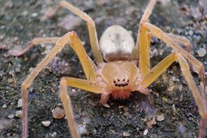 ARAÑA VIOLINISTA » Características, Picaduras y Síntomas. Foto por Envato.