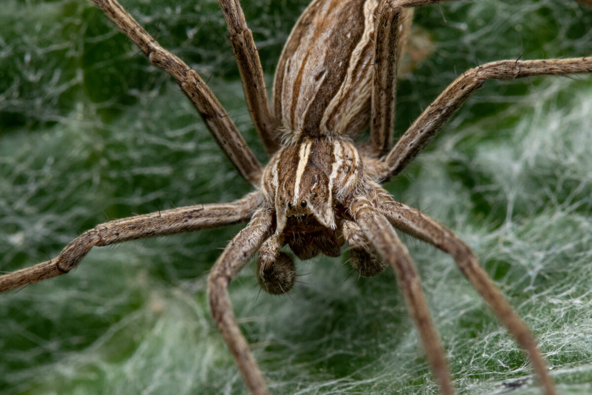 Araña Lobo. Foto por Envato.