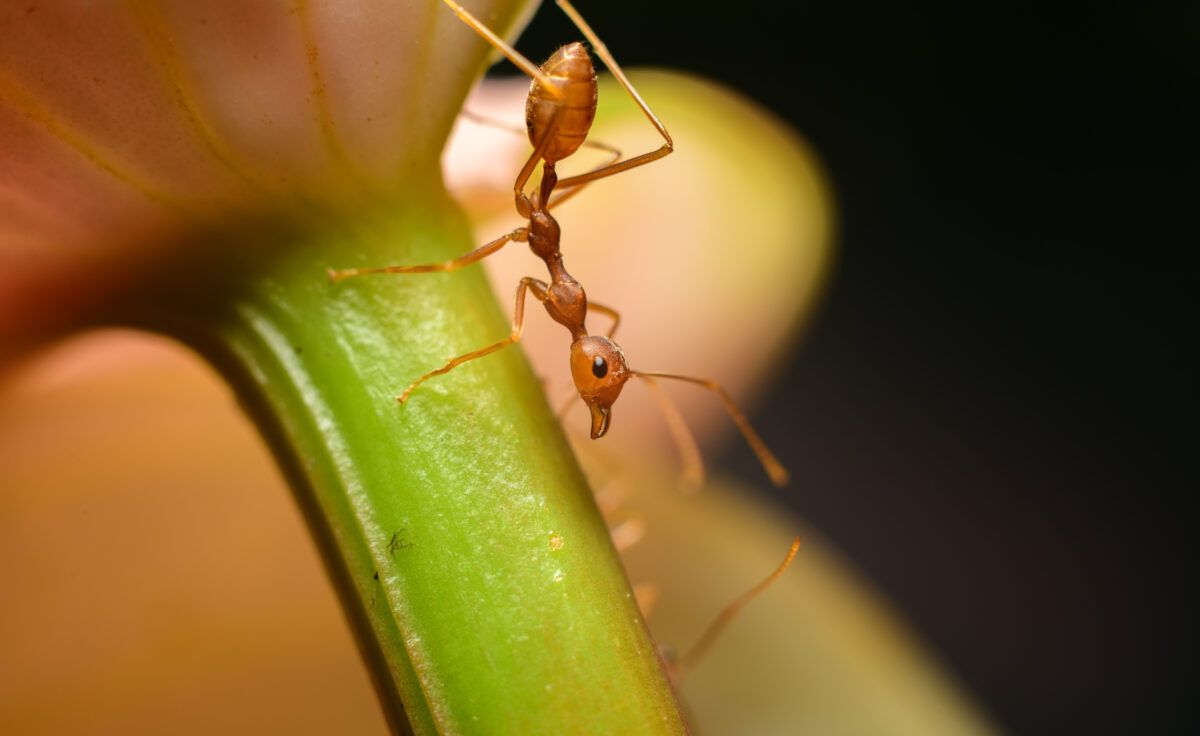 Precauciones con Ácido Fórmico » Efectos Secundarios. Foto por Envato