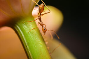 Precauciones con Ácido Fórmico » Efectos Secundarios. Foto por Envato