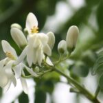 MORINGA » Propiedades, Beneficios y Formas de Consumir Infusión de Moringa. Foto por Openverse.