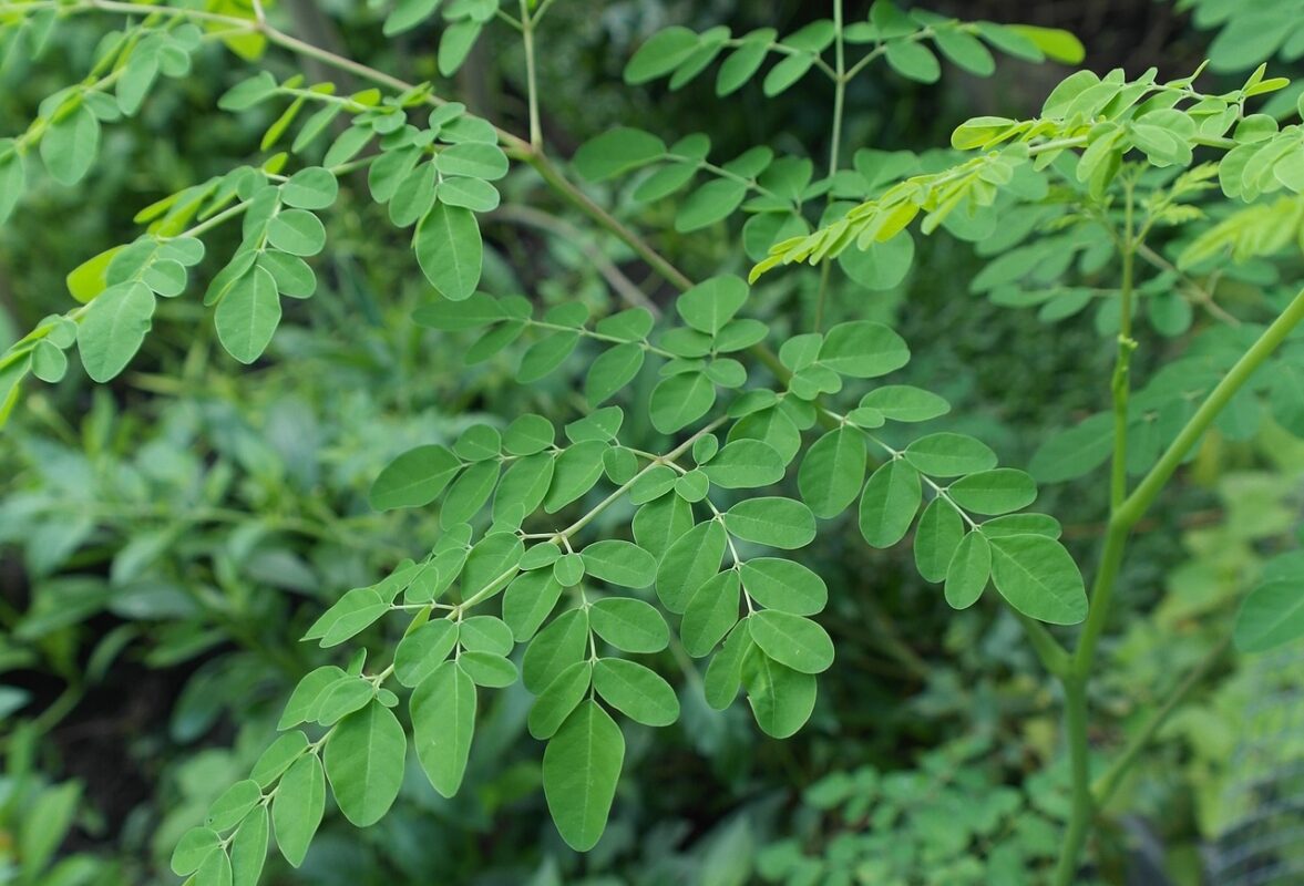 Planta de la Moringa. Foto por Iskandar63. Pixabay