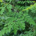 MORINGA » Propiedades, Beneficios y Formas de Consumir Planta de la Moringa. Foto por Iskandar63. Pixabay