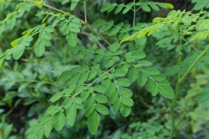 Planta de la Moringa. Foto por Iskandar63. Pixabay