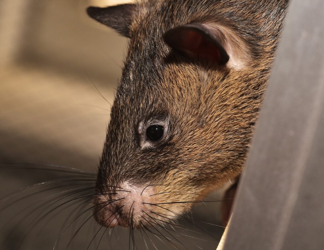 Rata Gigante. Photo by sipa. Pixabay.