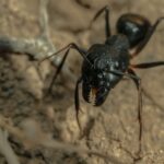 HORMIGAS » Tipos, Características, Cómo Eliminarlas y Remedios Hormiga negra. Photo by Akbar Nemati. Unsplash.