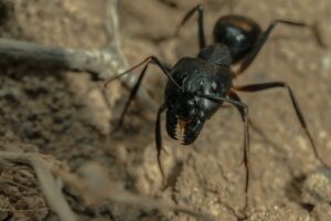 Hormiga negra. Photo by Akbar Nemati. Unsplash.
