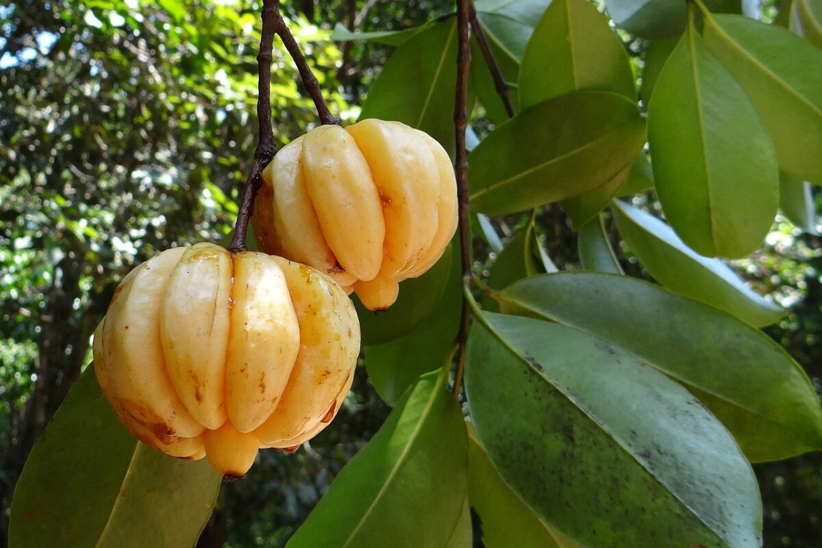 Garcinia Cambogia. Photo by sarangib. Pixabay.