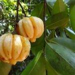 Garcinia Cambogia. Photo by sarangib. Pixabay.
