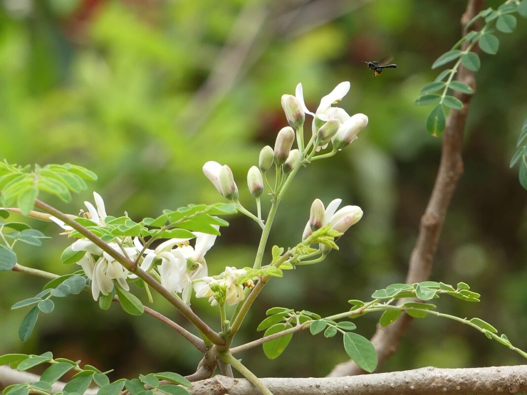 Flor de Moringa. Foto por dialloyaayaa. Pixabay.