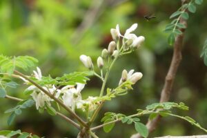 Flor de Moringa. Foto por dialloyaayaa. Pixabay.