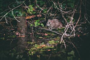 Rata gris. Photo by Matt Seymour. Unsplash.