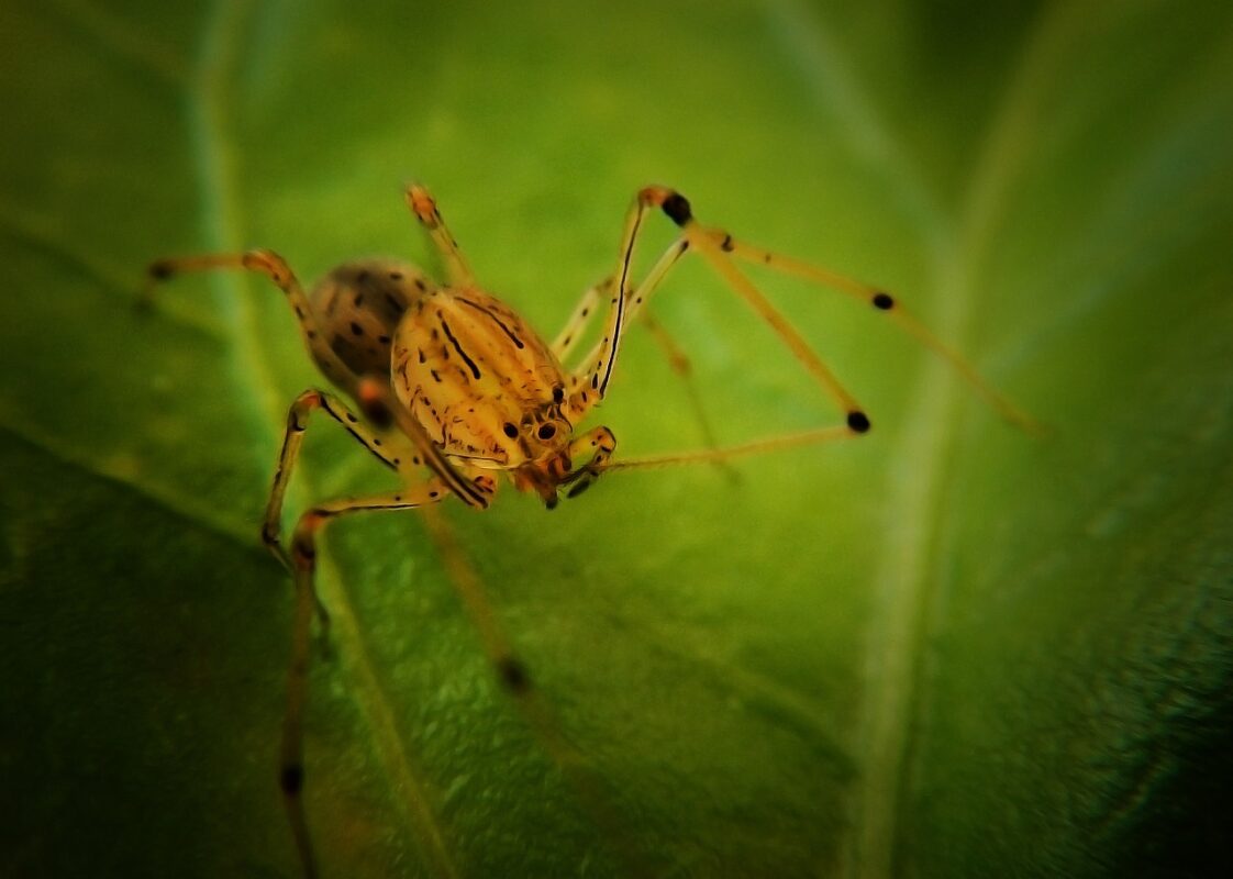spider, tiger spider, scytodes globula