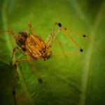 ARAÑAS » Tipos, Características, Peligros y Remedios spider, tiger spider, scytodes globula