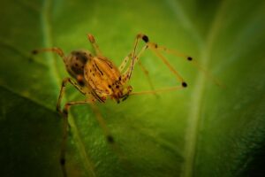 spider, tiger spider, scytodes globula