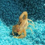 ESCORPIONES » Tipos, Formas de Eliminarlos y Peligros Plaga de Escorpiones  » Formas de Eliminarlas. Photo by LightinDarkness. Pixabay.
