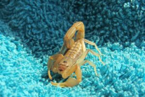 Plaga de Escorpiones  » Formas de Eliminarlas. Photo by LightinDarkness. Pixabay.