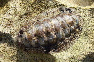 Cucaracha de Mar. Foto por Openverse.
