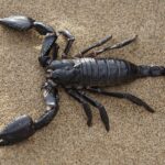 ESCORPIONES » Tipos, Formas de Eliminarlos y Peligros scorpion, nature, desert