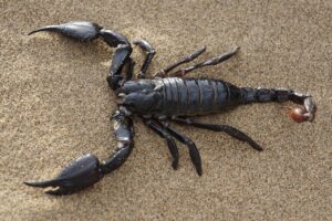 scorpion, nature, desert