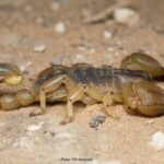 ESCORPIONES » Tipos, Formas de Eliminarlos y Peligros Escorpión dorado. Foto por Envato.
