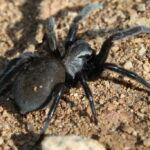 ARAÑAS » Tipos, Características, Peligros y Remedios Araña Negra. Foto por Openverse