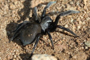 Araña Negra. Foto por Openverse