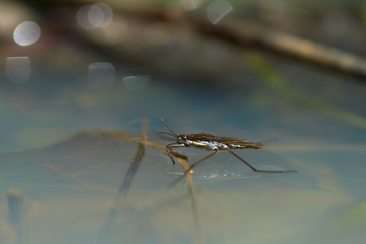 Ciclo reproductivo del mosquito.. Photo by Wolfgang Hasselmann. Unsplash.