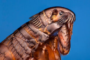 Propagación de Pulgas en Casa » Prevención y Cuidados. Foto por Openverse.