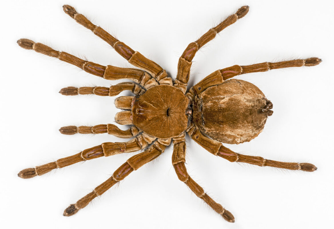 Araña Goliat. Araña más grande del mundo. Foto por Openverse.