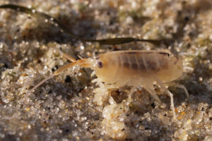 Pulga de Mar. Foto por Arnold Paul. Wikimedia Commons.