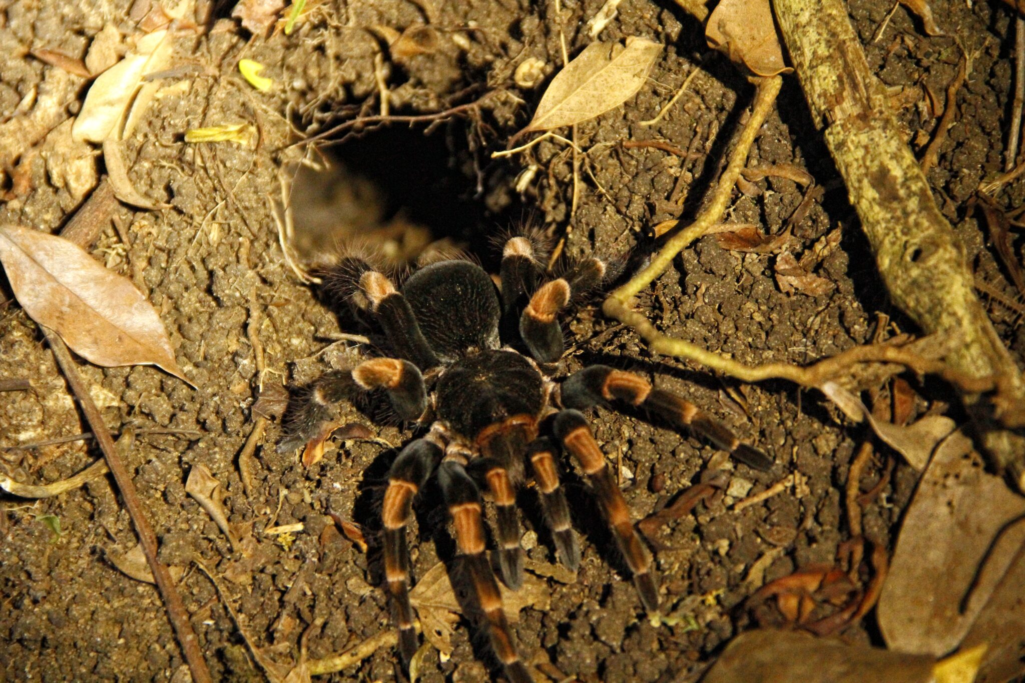 Tipos De Arañas » Características, Hábitat Y Sub-especies