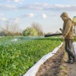 Sulfato de Cobre en las Plantas » Fertilizante y fungicida. Foto por Envato.
