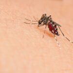 Mosquito que Transmite el Zika y Chikungunya » Identifícalo. Foto por Envato.