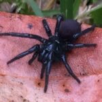 ARAÑAS » Tipos, Características, Peligros y Remedios Araña australiana. Foto por Openverse