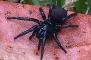 Araña australiana. Foto por Openverse