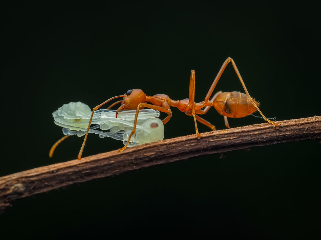 Hormigas. Foto por Envato.