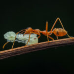 HORMIGAS » Tipos, Características, Cómo Eliminarlas y Remedios Hormigas. Foto por Envato.