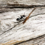 Enfermedades que causan las hormigas. Foto por Envato.