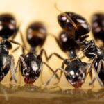 Insecticida para hormigas. Foto por Envato.