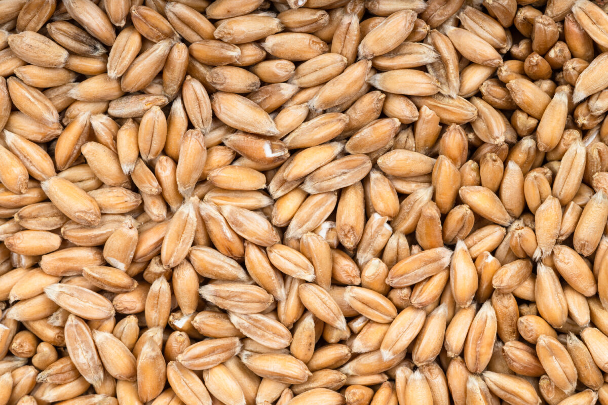 background - many spelt wheat grains