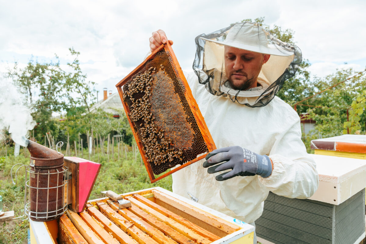 Bearded beekeeper in apiary holds a honeycomb full of insects and honey.