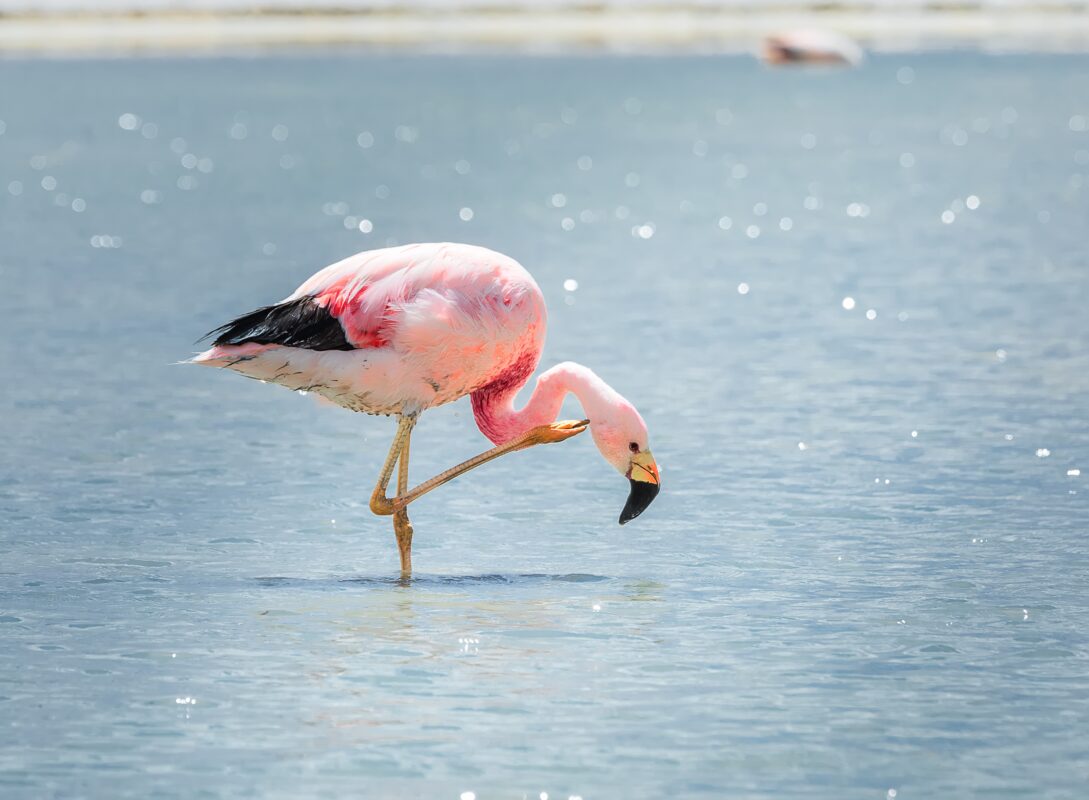 Ácaro de las aves. Foto por Envato.