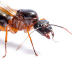 HORMIGAS » Tipos, Características, Cómo Eliminarlas y Remedios Hormiga carpintera. Foto por Envato