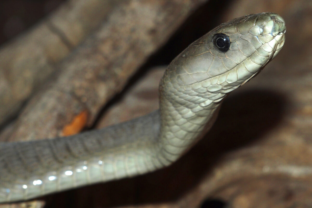 Black Mamba, Chobe National Park, Botswana