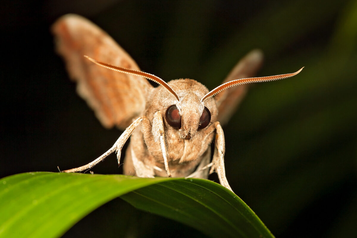 Polilla. Foto por Envato.