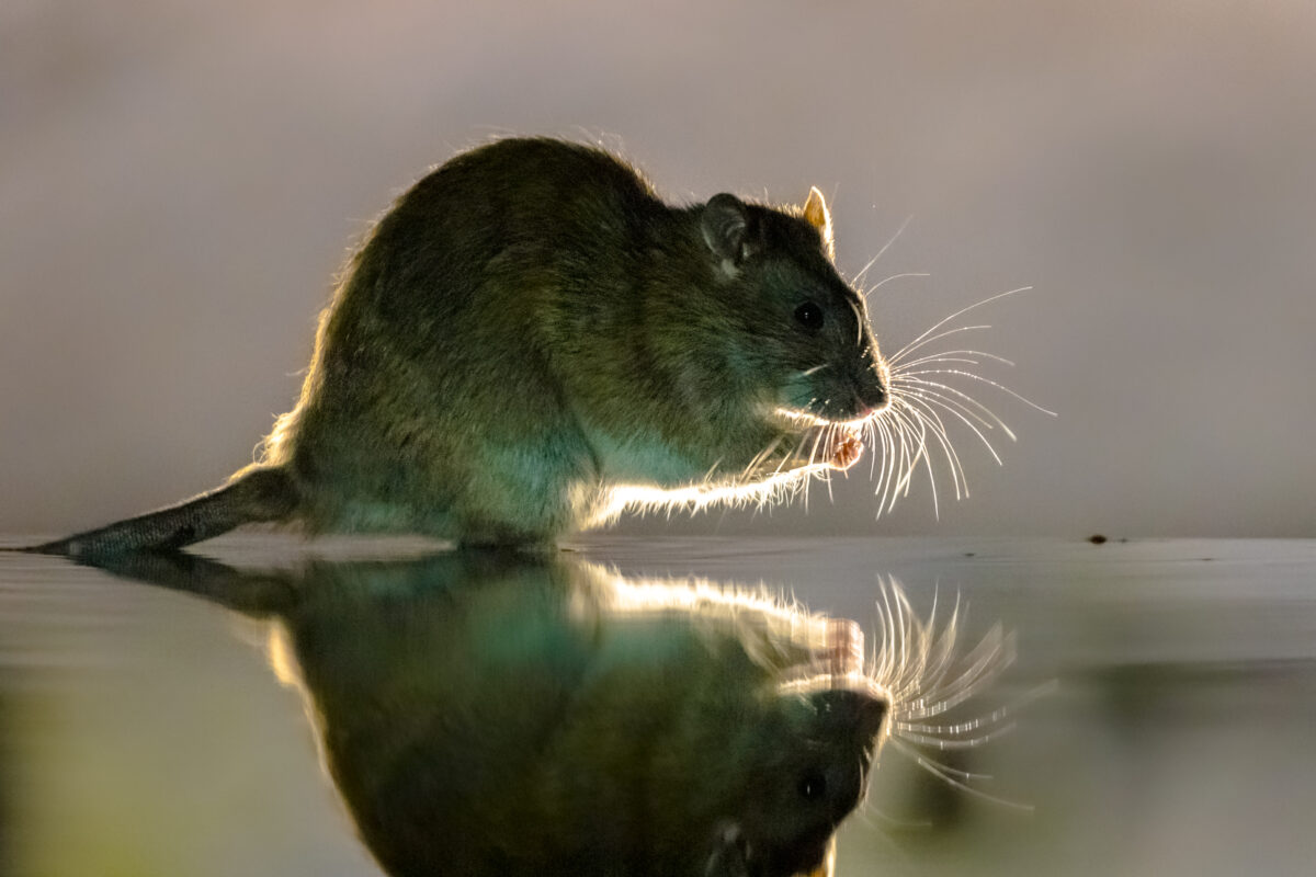 ¿Qué hacer si te muerde una rata. Foto por Envato.