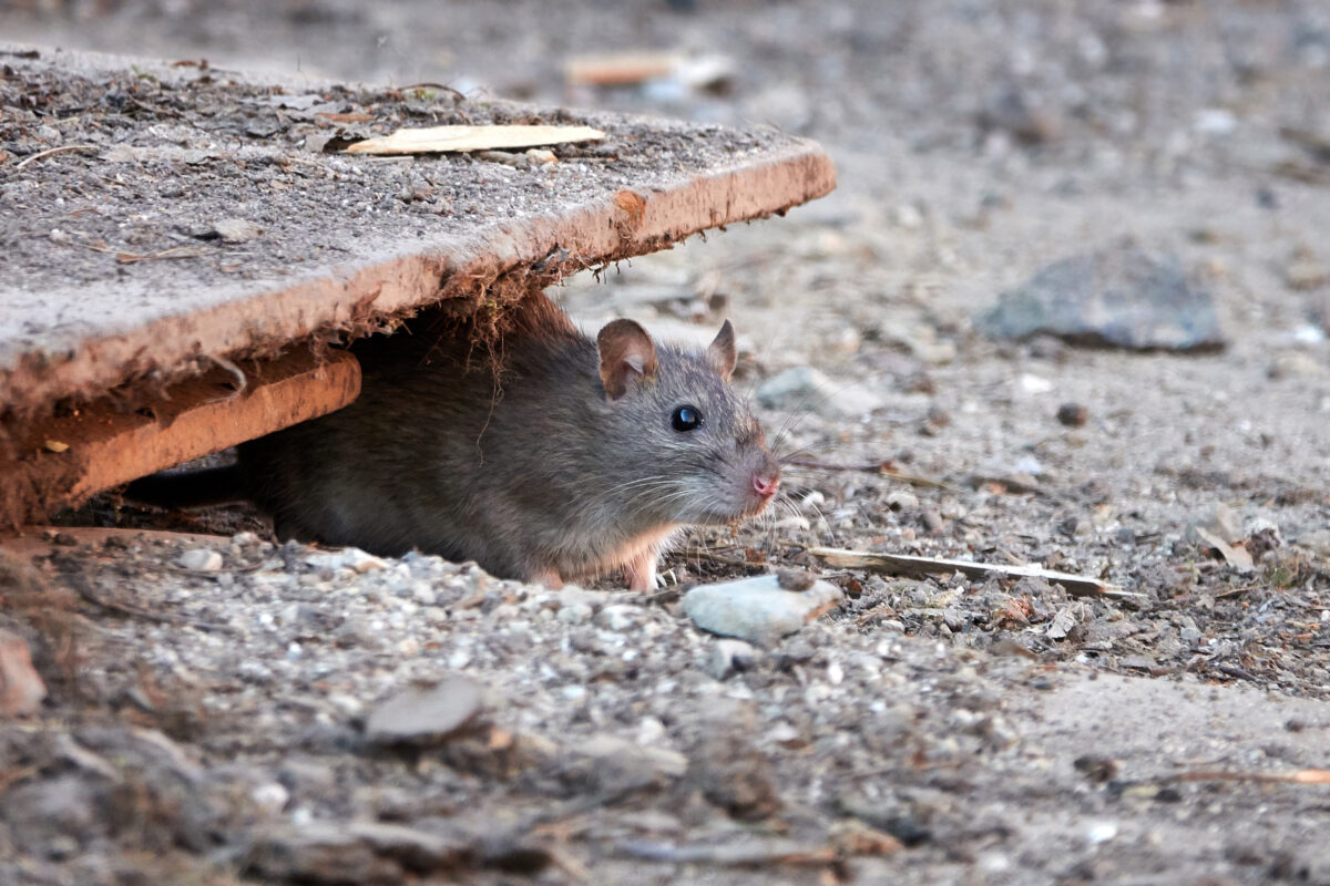 Ratas. Foto por Envato.
