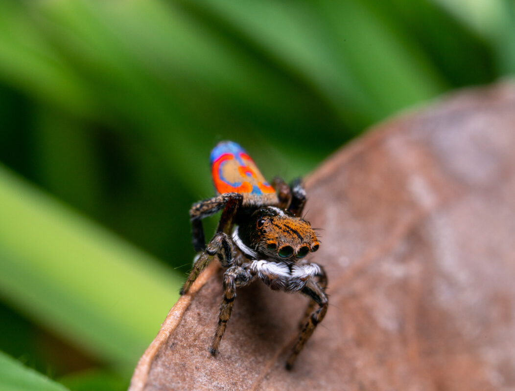 Arañas de Colores. Foto por Envato.
